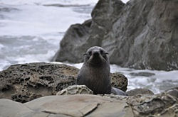 Seals near Kaikoura.