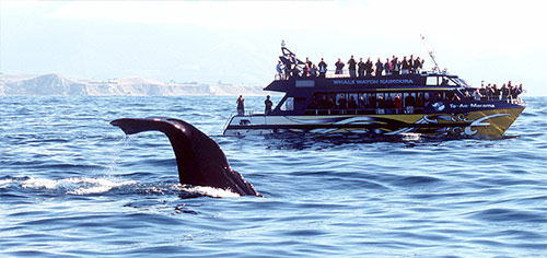 Whale watching at nearby Kaikoura.